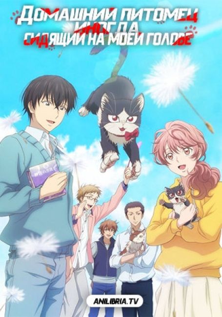 Домашний питомец, иногда сидящий на моей голове